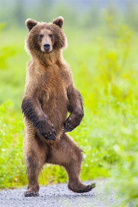 Dancing Bear